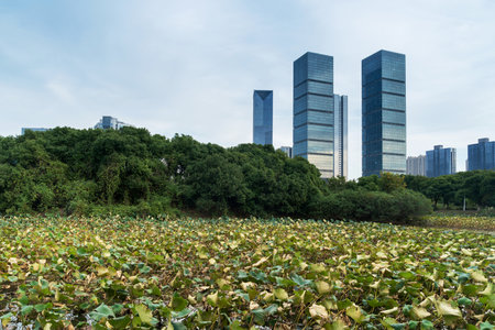 city park with modern building background in shanghaiの写真素材