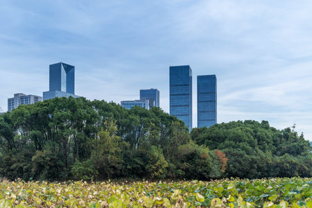 city park with modern building background in shanghaiの写真素材