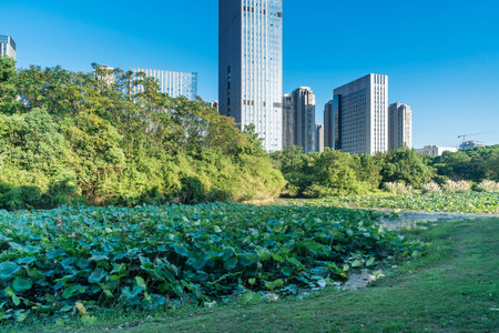 city park with modern building background in shanghaiの写真素材