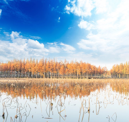 Beautiful colorful forest landscape in autumn seasonの写真素材