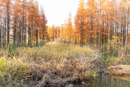 Beautiful colorful forest landscape in autumn seasonの写真素材