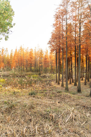 Beautiful colorful forest landscape in autumn season