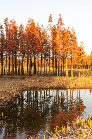 Beautiful colorful forest landscape in autumn seasonの写真素材