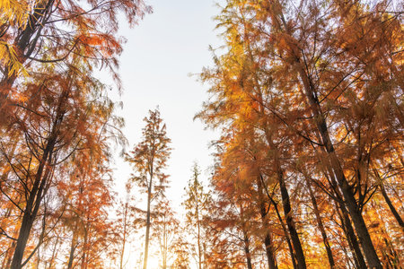 Beautiful colorful forest landscape in autumn seasonの写真素材