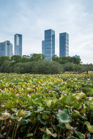 spring park and modern cityの写真素材