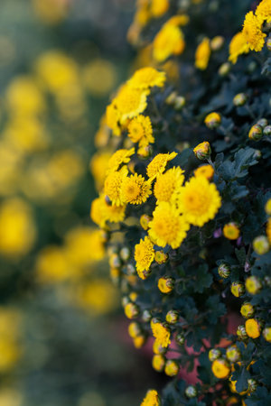 A bouquet of chrysanthemums. Multi-colored bouquet of flowers.の写真素材
