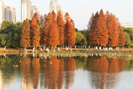 Beautiful colorful forest landscape in autumn seasonの写真素材