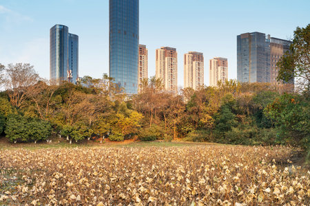 city park with modern building background in shanghaiの写真素材