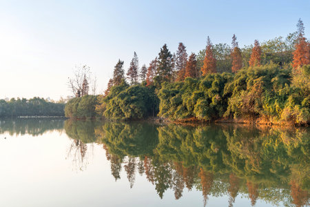Lush greener around the pond in the parkの写真素材