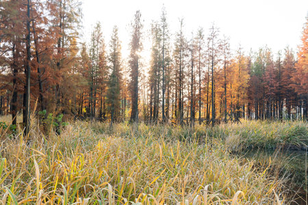 Beautiful colorful forest landscape in autumn seasonの写真素材