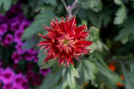 A bouquet of chrysanthemums. Multi-colored bouquet of flowers.の写真素材