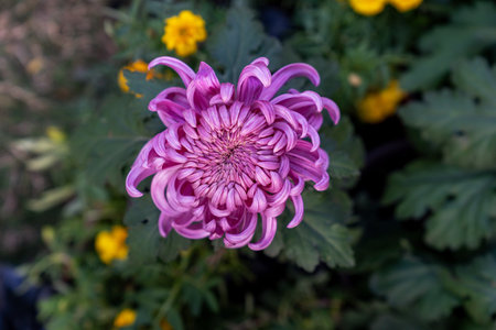 A bouquet of chrysanthemums. Multi-colored bouquet of flowers.