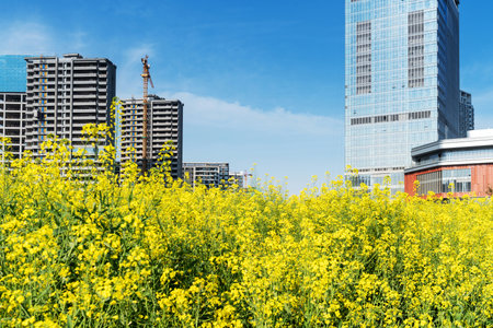 flower field in park at city center and modern cityの写真素材