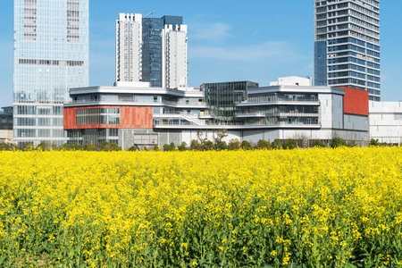 flower field in park at city center and modern cityの写真素材