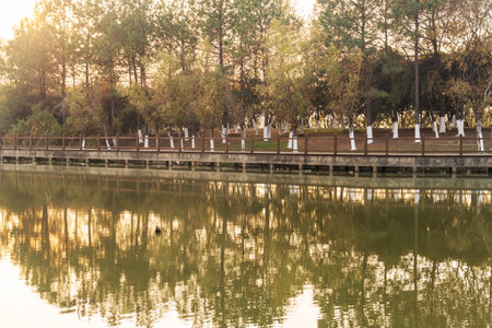 Lush greener around the pond in the park