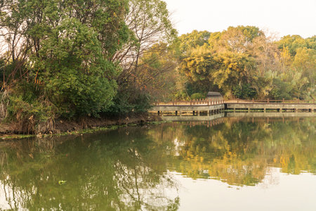 Lush greener around the pond in the park