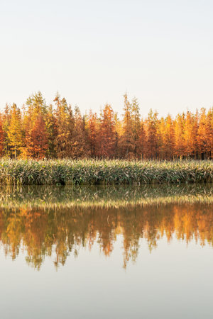 Beautiful colorful forest landscape in autumn seasonの写真素材