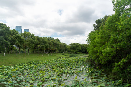 Lush greener around the pond in the parkの写真素材