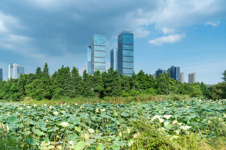 city park with modern building background in shanghaiの写真素材