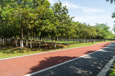 New pathway and beautiful trees track for running or walking and cycling relax in the parkの写真素材
