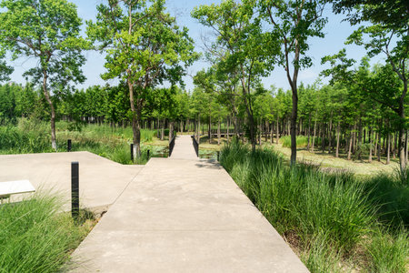 The road of City Park in Chinaの写真素材