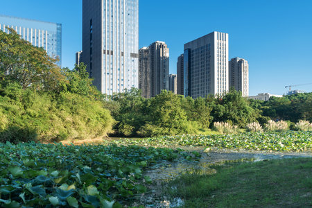 spring park and modern cityの写真素材