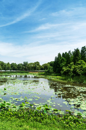 Lush greener around the pond in the parkの写真素材