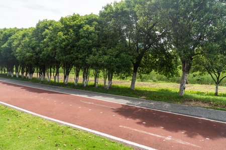 New pathway and beautiful trees track for running or walking and cycling relax in the park