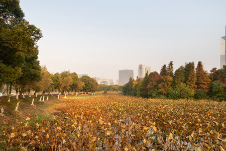 spring park and modern cityの写真素材