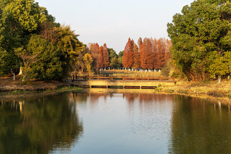Beautiful colorful forest landscape in autumn seasonの写真素材