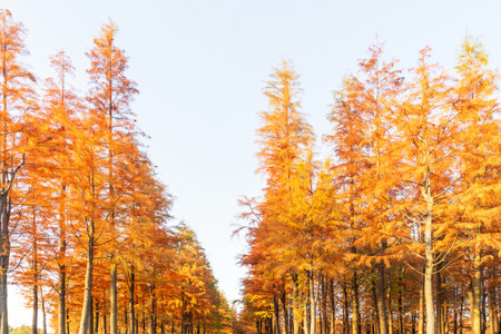 Beautiful colorful forest landscape in autumn seasonの写真素材