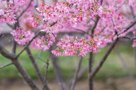 In spring, the cherry blossoms are in full bloom