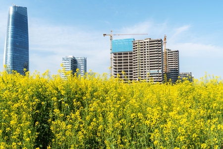 flower field in park at city center and modern city