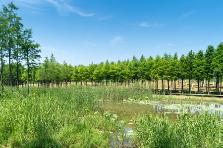 Lush greener around the pond in the park