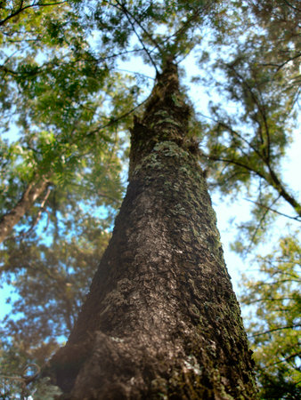 Very tall tree captured from an angle that shows the strenght of nature