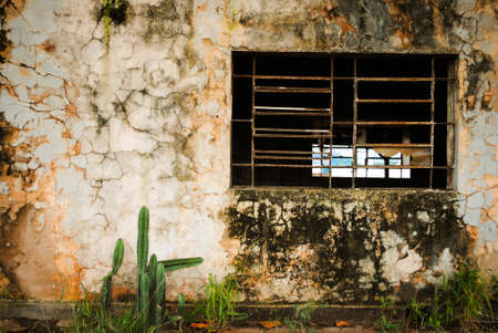 Old destructed wall with cactus making a contrastの写真素材