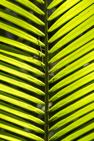 detail of texture pattern of a palm tree leaf view from below with light in the backgroundの写真素材