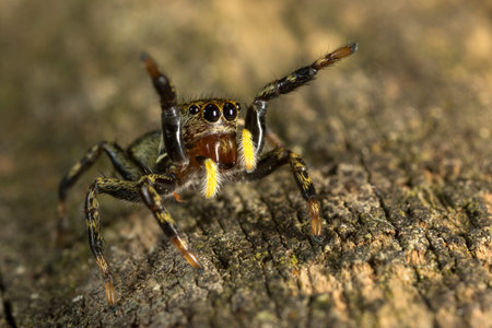 brown jumping spider ready to jump attackの写真素材
