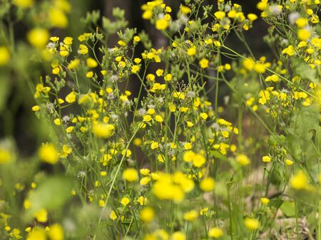 little yellow flowers in close upの写真素材