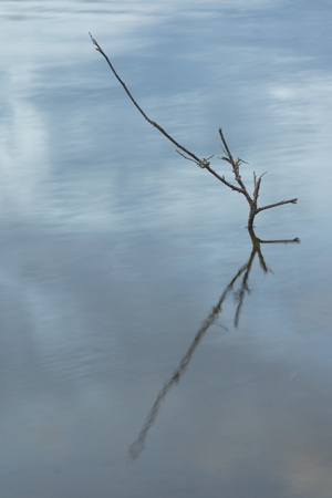 dry tree branch with reflection inside lake water - verticalの写真素材