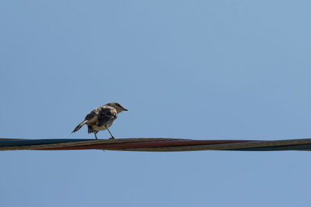 bird perched on wire with blue sky