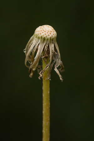 close up detail of a dry old bulb of dandelion without the seeds - verticalの写真素材
