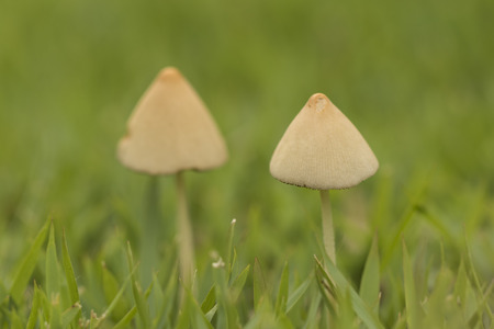 close up detail of two small white mushrooms on green grass - horizontalの写真素材