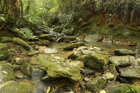 long exposure creek with fallen leaves running among the rocks in the middle of a dense forest - horizontalの写真素材