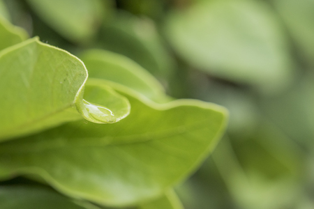 green leaf with water dropの写真素材