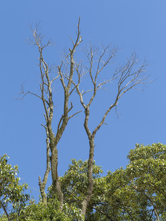 dry dead tree in the middle of the green leaves with blue sky backgroundの写真素材