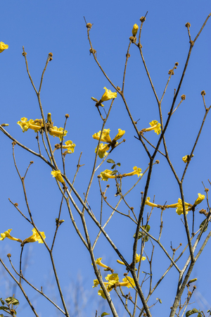 dry tree branches with yellow flowers and deep blue skyの写真素材