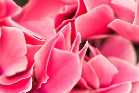 pink petals background texture in close up detailの写真素材