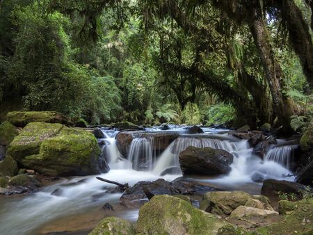 stream among stones with moss in green forest with trees and leaves - nature landscapeの写真素材