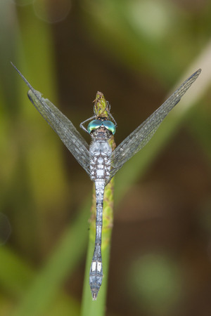 dragonfly on the leafの写真素材